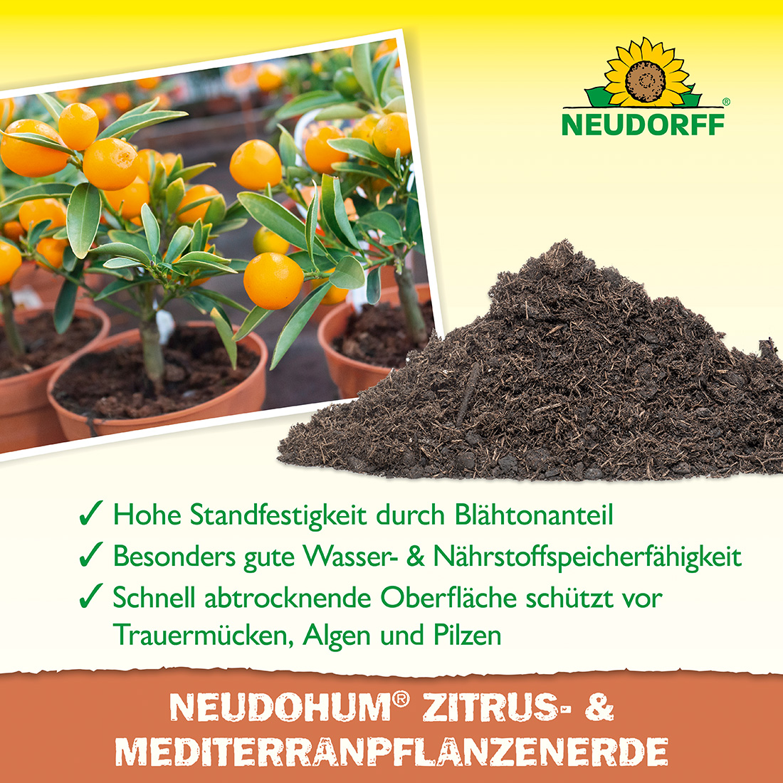 NeudoHum Zitrus- & MediterranpflanzenErde 10 L Torffreie BioErde für kräftiges Wachstum