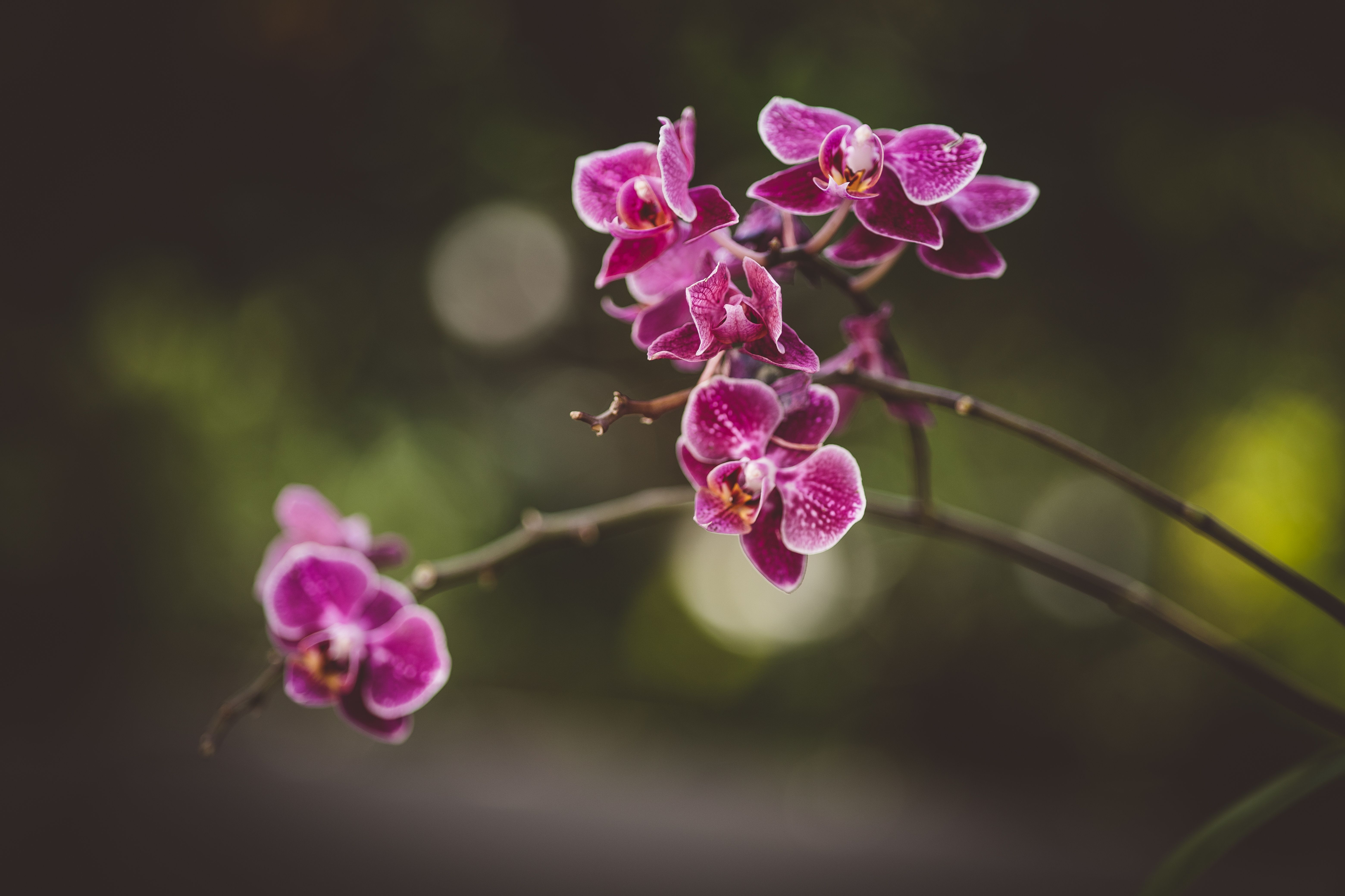 Orchideen richtig pflegen